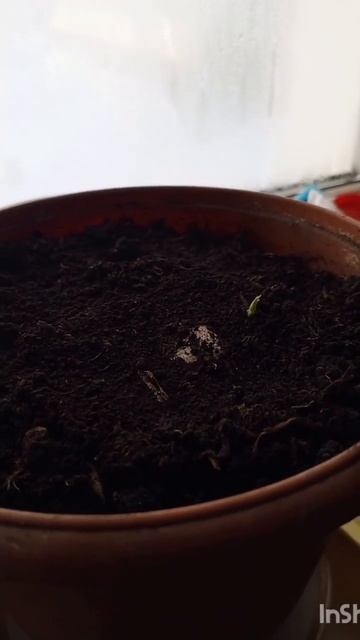 Plant ginger. part 2.#winter #firstsprout #howtoplantgingerathome садим имбирь дома