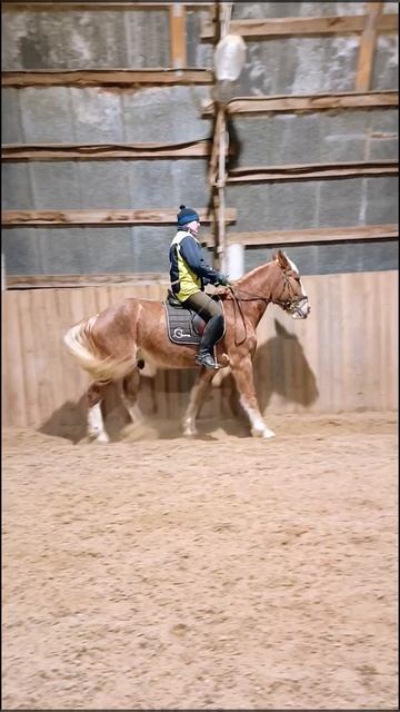 Алексей и Каспер, осаживание. #horse, #equestrian, #лошади, #pony, #конный спорт.