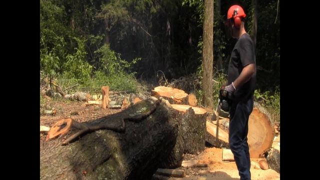 Stihl MS 440 w/ 32" Bar Cutting Large Oak