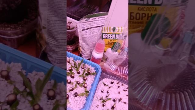 Зимнее черенкование метельчатых гортензий. Видео N7. 27.02.2025