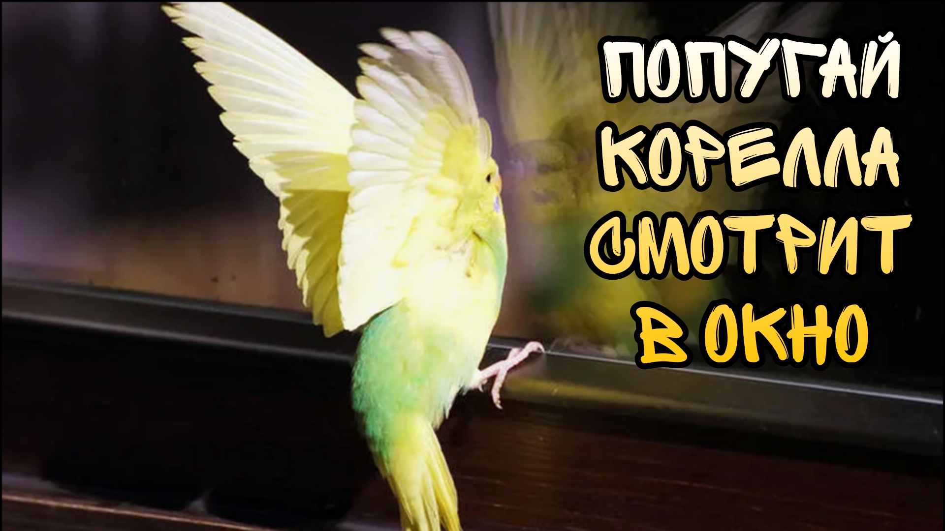 Попугай корелла смотрит в окно, наслаждается погодой #попугай #корелла