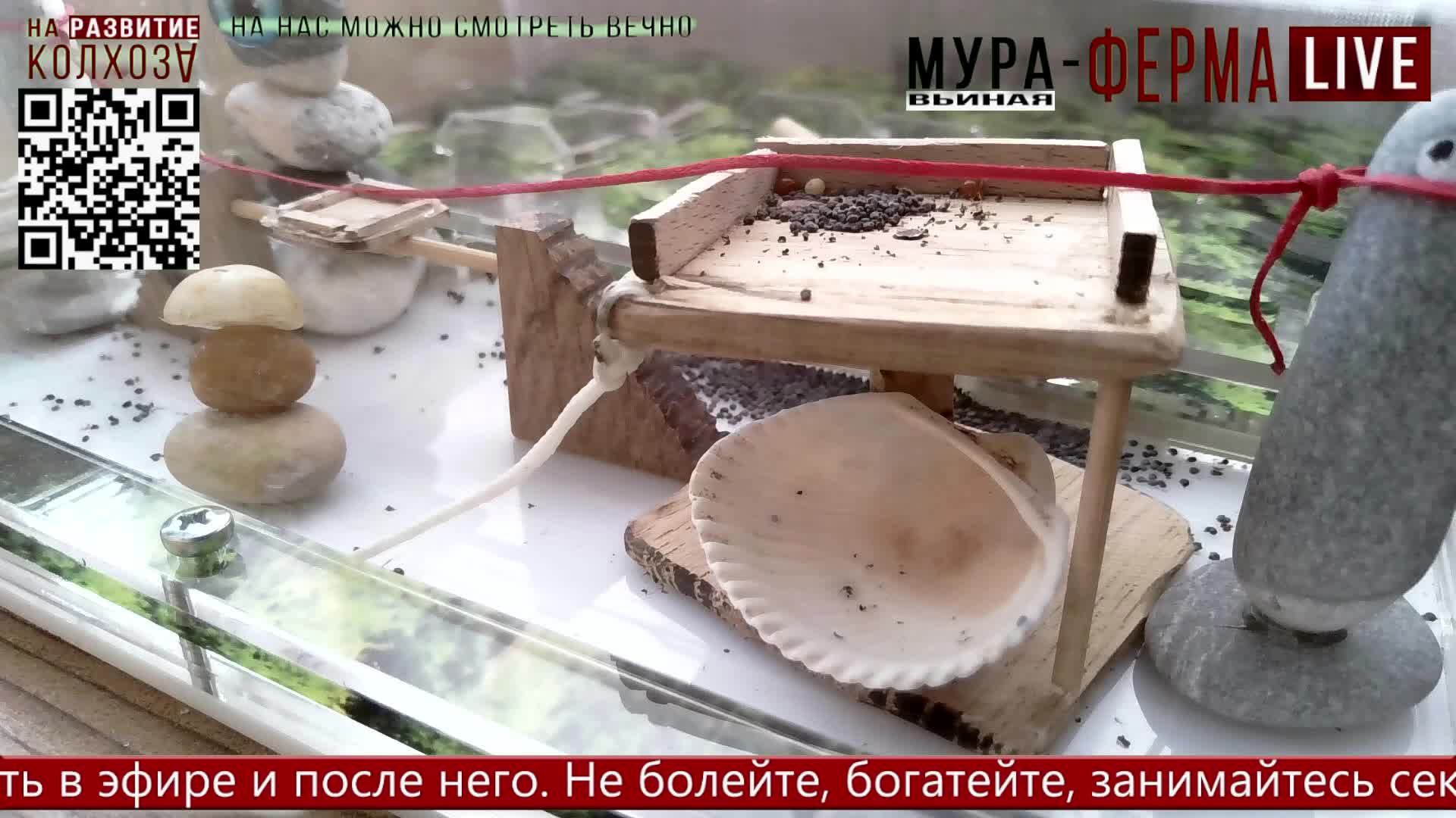 МУРА-ферма LIVE.Бункер 10.Муравьиная ферма. Арена! Муравьи Жнецы.+радио "Мураши LIVE".