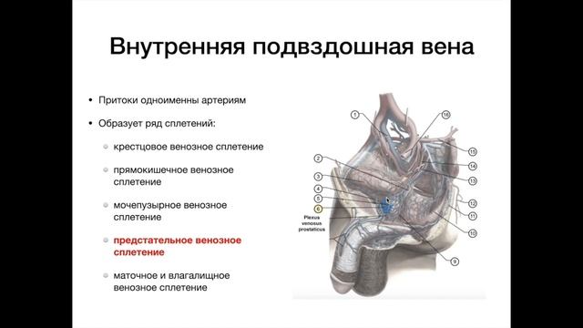 Нижняя полая вена - анатомия сердечно-сосудистой системы (ССС)