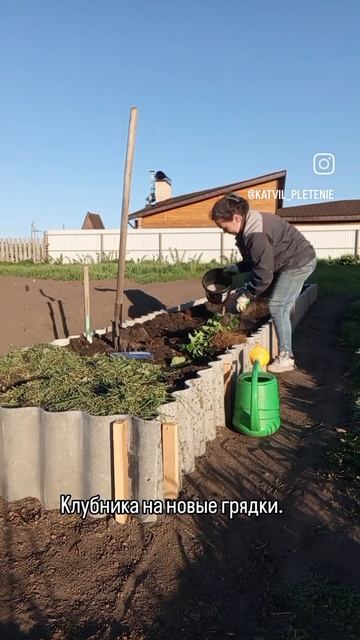 strawberries under mulch. #garden #strawberry мульчирую клубнику