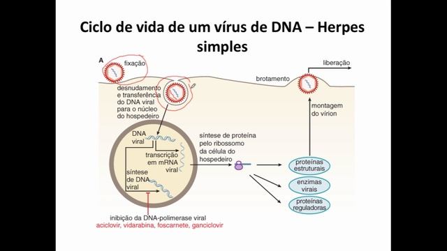Curso de Farmacologia: Aula 35 - Antivirais - Parte I