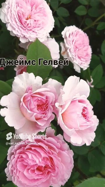 Розы Остина