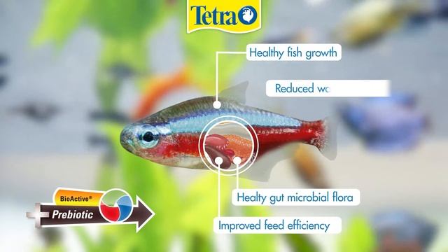 TetraMin | Healthy fish and clear water