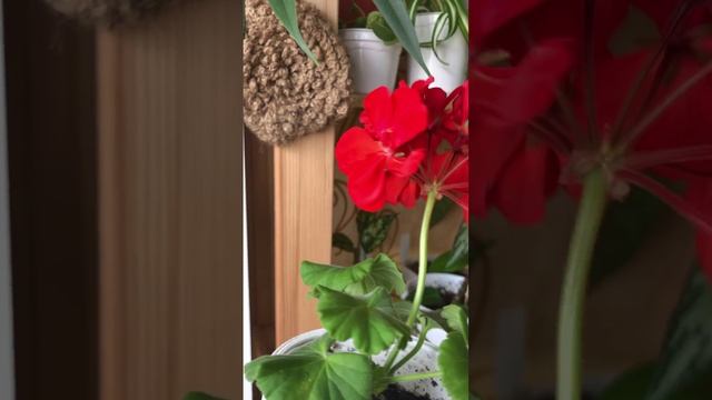 Пеларгония Безымяшка ❤️