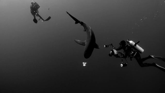 Pelagic Oceanic White Tip Sharks Inspired by the movie "Blue Water White Death"