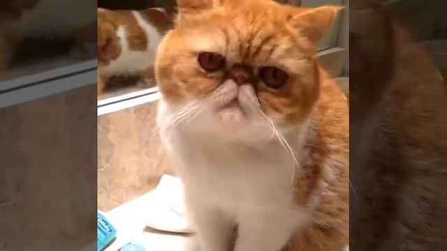 Exotic shorthair cats (two Garfield cats)