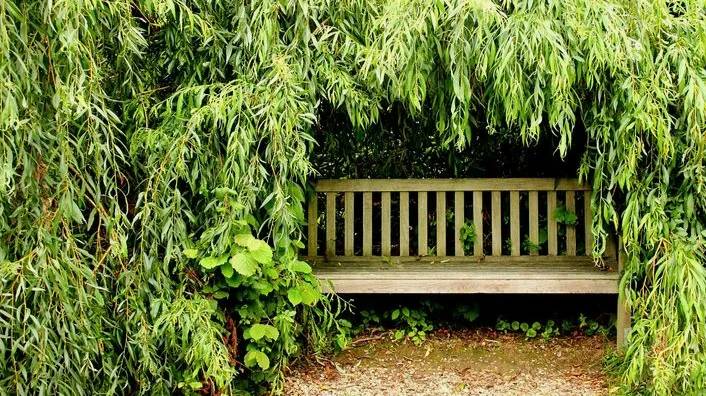 Тайная скамейка.