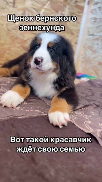 Щенок бернского зеннехунда