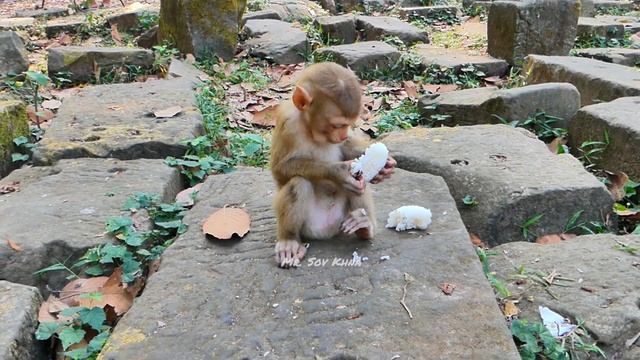 Adorable Lucie got nice breastfeeding & extra rice, baby monkey is smart to run chasing Sina