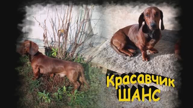 КРАСАВЧИК ШАНС. Такс на передержке