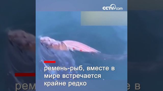 В японском порту обнаружили два 5-метровых «сельдяных короля»