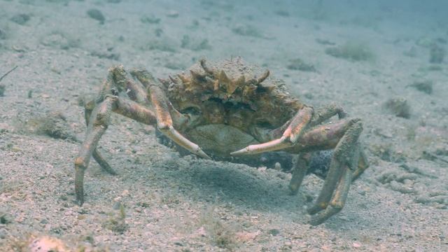 Crab rescue in Croatia 🦀 🚑 - Vlog (feat DJI mini 3 pro)