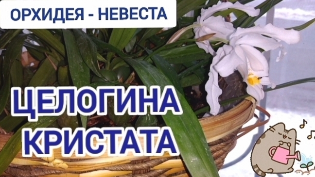 Почему не цвела орхидея