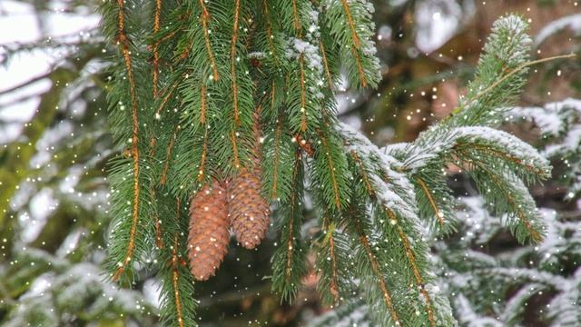 Футаж. Зимний пейзаж 143