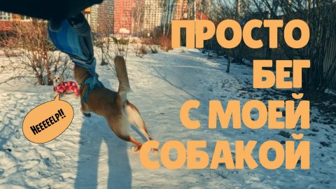 Утренний бег с моей собакой - реальность.