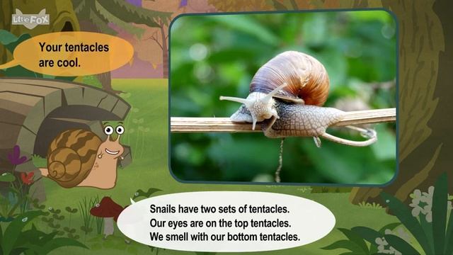 24. Meet the Animlals  Garden Snail  Gastropods  Stories for Kindergarten
