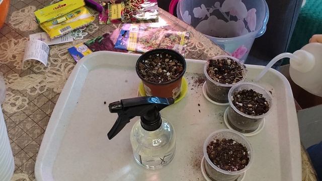 Чё купила? Плюс посадка семян.