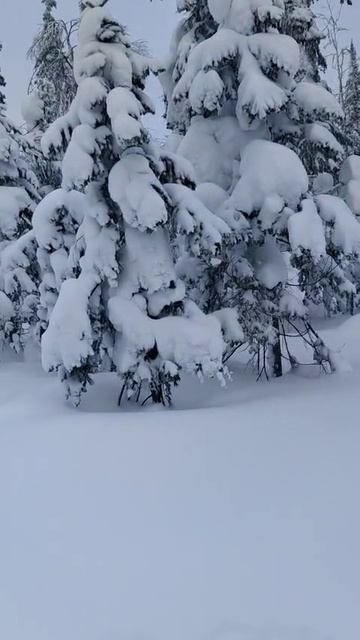 17 Зимняя тага Елка в снегу Сердечко