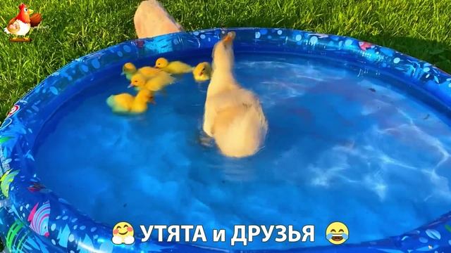 Утята с друзьями – мир нежных эмоций 🤗 эпизод (28)