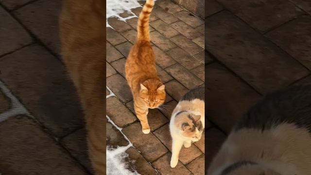 Наши дикие питомцы.