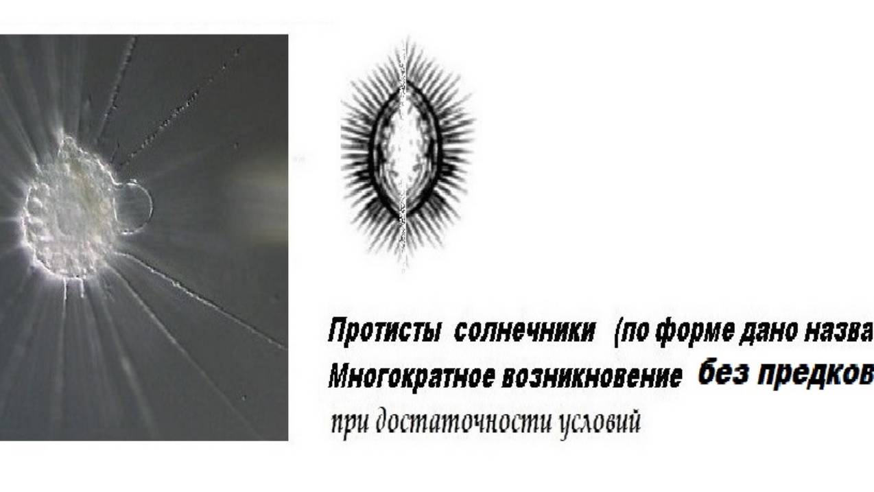 5-4-4  Искусственный интеллект самовозникаем  Протисты исходные безпредковые единицы жизни
