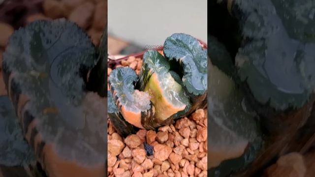Haworthia truncata hiroshige variegata