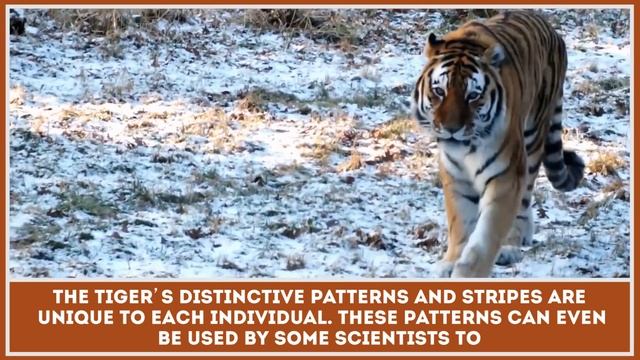 Do Golden, Black, White and Blue Tigers Exist? Truth about Tiger Color Variations