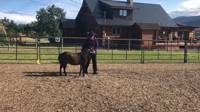 Vista Valleys Just Do It - Adult Halter Obstacle Chilliwack Virtual Miniature Horse Show