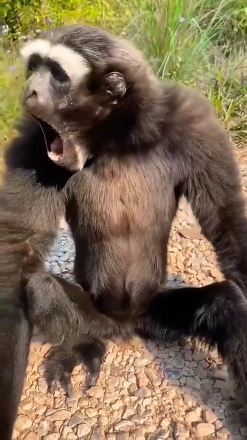 animal sound #shorts #animals #animalfunny #short #ytshorts #anime #viral #animalsounds #viralvideo
