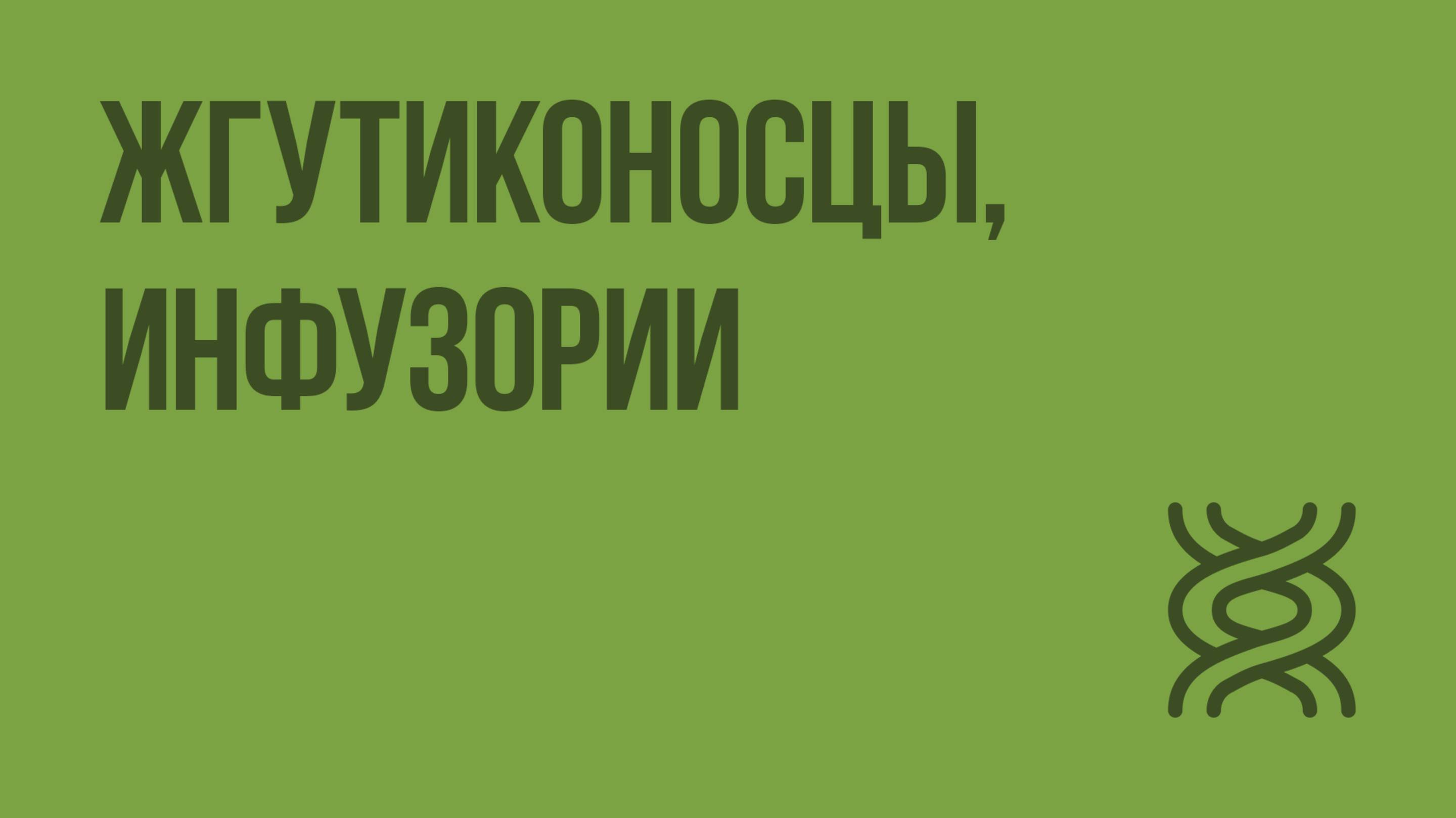 Жгутиконосцы, инфузории. Видеоурок по биологии 7 класс