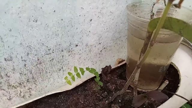 EXPERIÊNCIA COM A FOLHA DA SEGURELHA