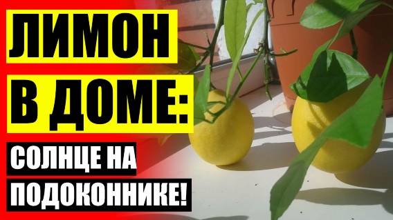 Черенок лимона купить ✔ Растение лимон купить саратов