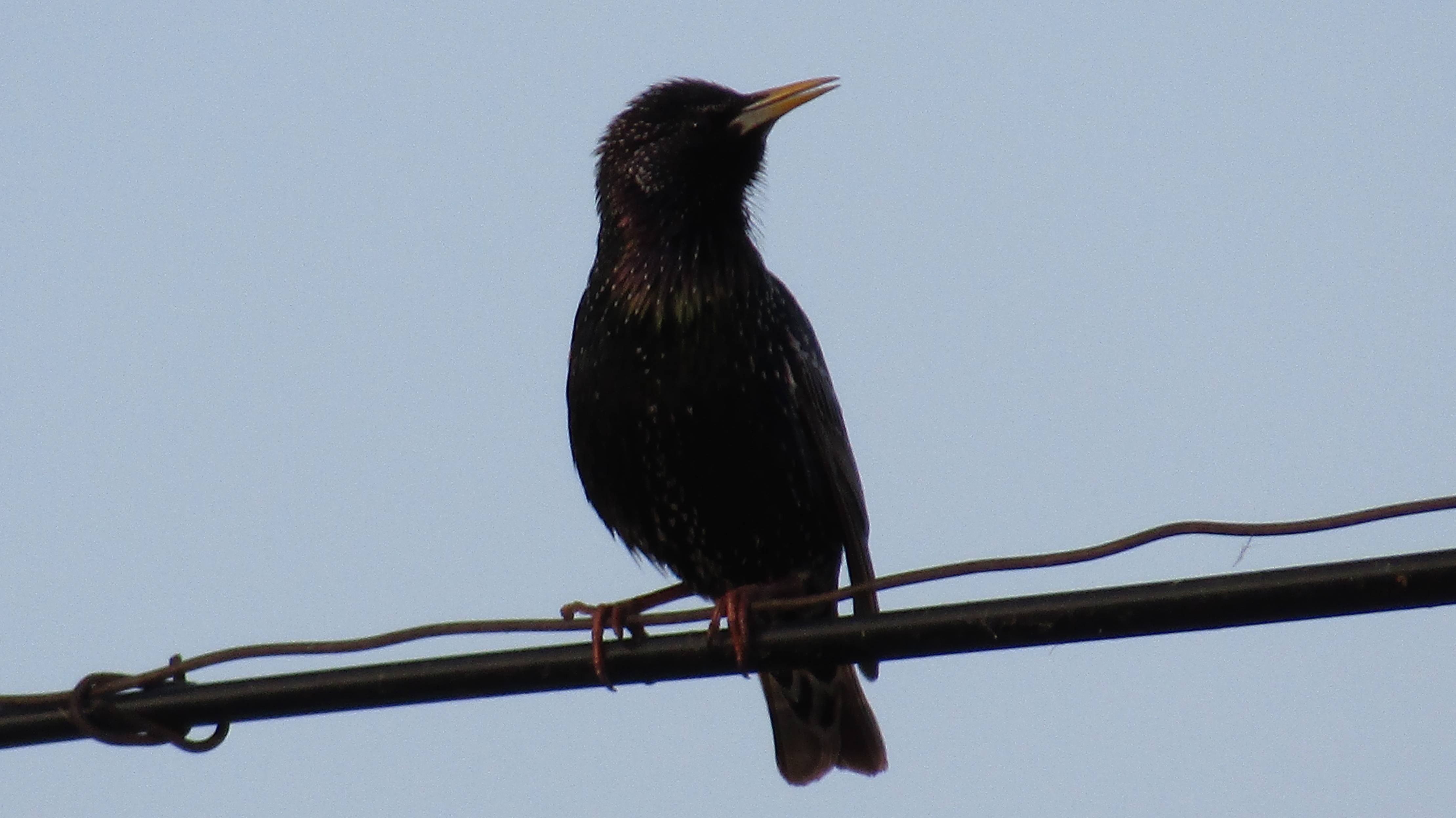 Обыкновенный скворец (лат. Sturnus vulgaris)