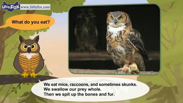 07. Meet the Animals 7  Great Horned Owl  Wild Animals  Little Fox  Animated Stories for Kids
