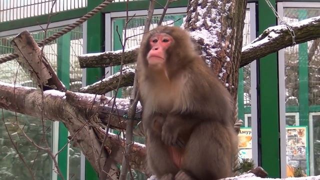 Названия животных для детей, животные из зоопарка, морские животные, домашние животные, игрушки-живо