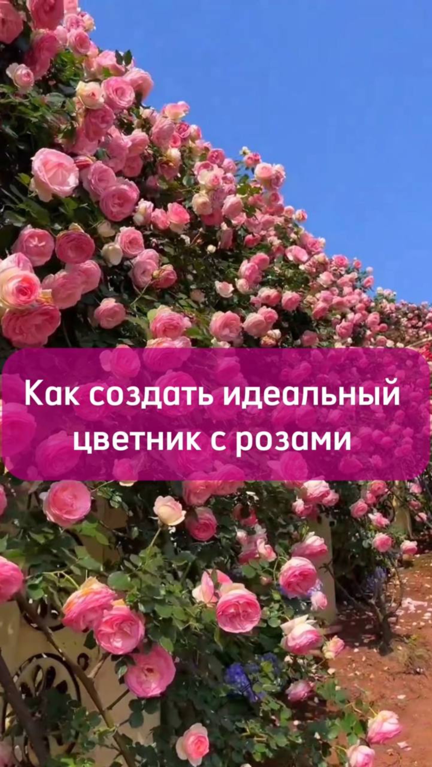 Подписывайтесь  #ландшафтныйдизайн #садоводничество #благоустройствоучастка #дача