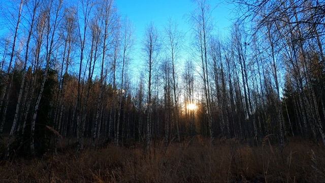 Осенний закат в лесной чаще леса. Умиротворение и тихий шелест ветра.