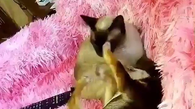 Друзья, не разлей вода Хоган & Семён mp4