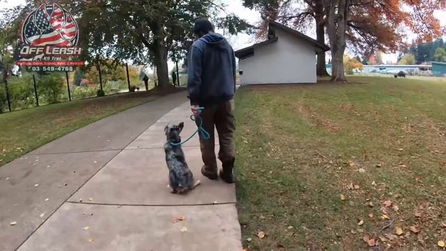 Finnley | 4 year old Mini Aussie | Best Trained Dogs of Oregon | Off Leash K9 Training