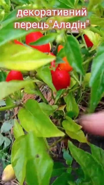 Декоративный перец "Алладин". Секрет раскрыт!