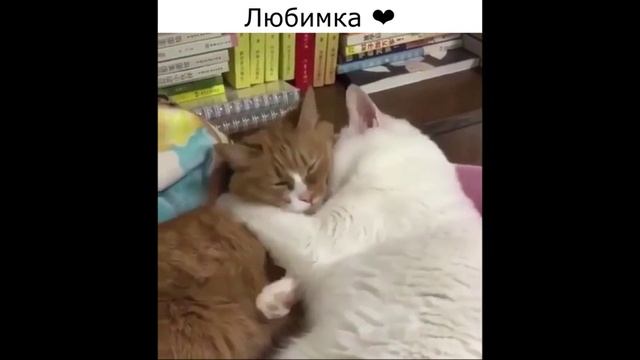 приколы, смешные котики