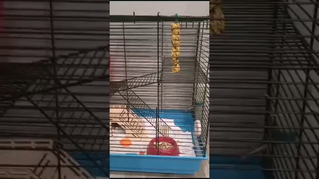 Хомяк