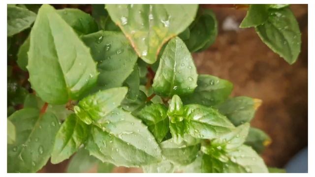 Fuchsia propagation! soft pruning! Thakuri's Nursery! Gardening tips