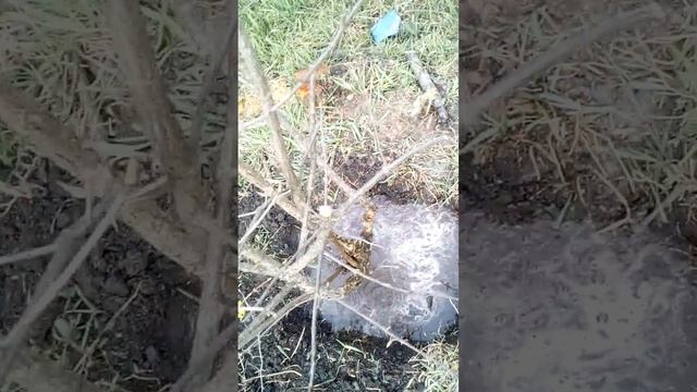 Як правильно посадити кизил, частина 2