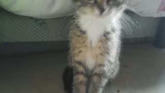 Presentation de mon chaton