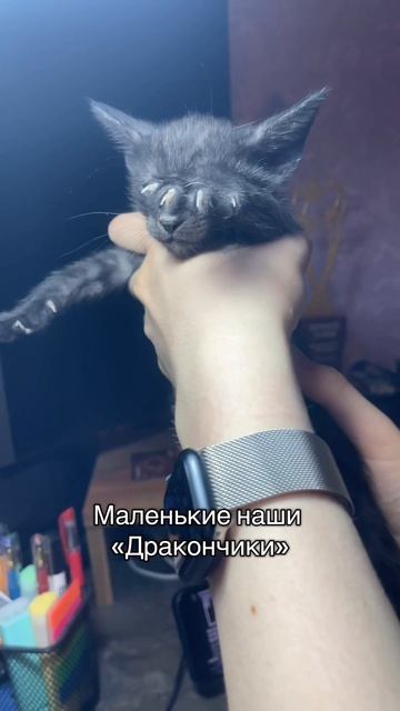 Котята